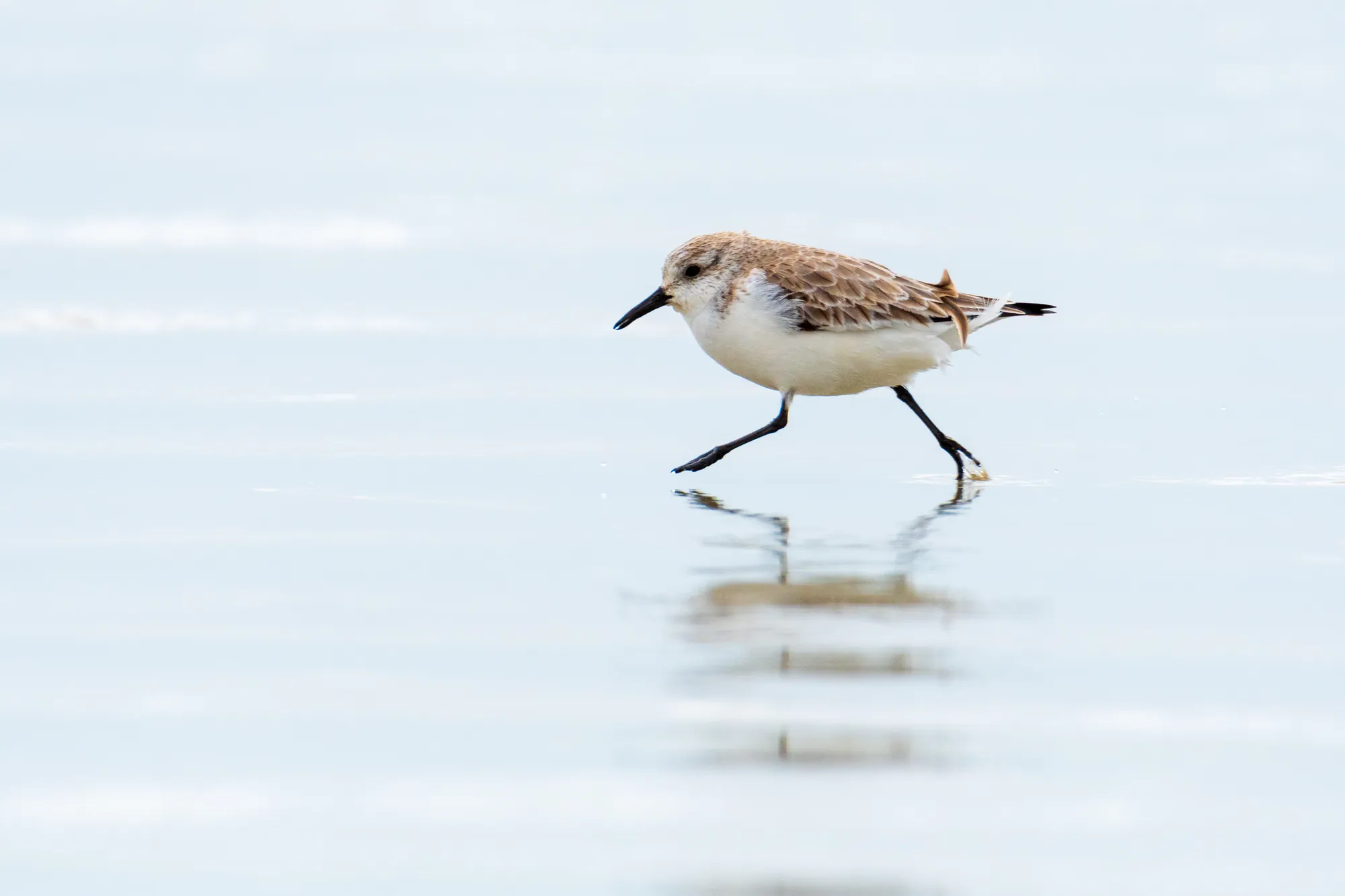 Sanderling, Long Rock Beach. 2020.